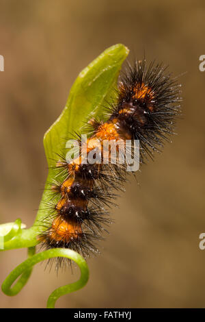 A Giant Leopard Moth (Hypercompe scribonia) caterpillar (larva) perches on a leaf. Stock Photo