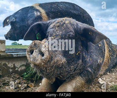 Two Saddleback Boars wallow in mud at an organic free range pig farm Stock Photo