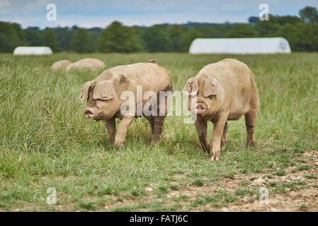 Two Organic Free Range Pigs walking in a grass field Stock Photo