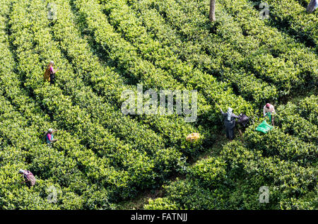 Tamil women picking tea at tea estate near Hatton, Sri Lanka. View from hillside above shows rows of tea plants Stock Photo
