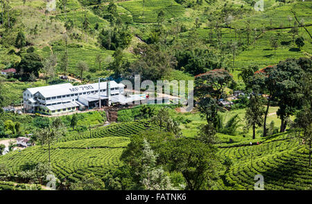Strathdon tea factory (processing centre) on tea estate near Hatton in Sri Lanka. Pickers visible on path through tea rows Stock Photo
