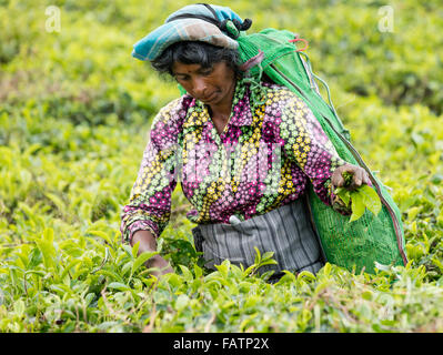 Tamil woman picks tea at tea estate near Hatton, Sri Lanka Stock Photo