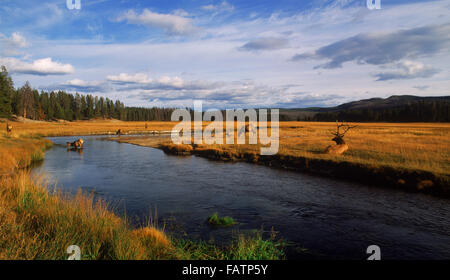 Panoramic view of male elk along river during rutting season in Yellowstone National Park in Wyoming Stock Photo