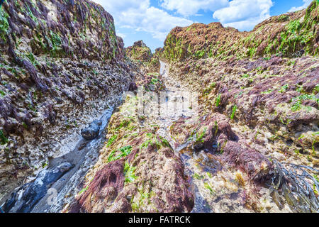 The Wave Cut Platform on the Sussex Coast in the Brighton to Newhaven Cliffs SSSI Stock Photo