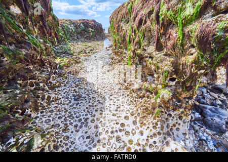 The Wave Cut Platform on the Sussex Coast in the Brighton to Newhaven Cliffs SSSI Stock Photo