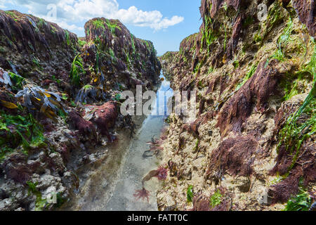 The Wave Cut Platform on the Sussex Coast in the Brighton to Newhaven Cliffs SSSI Stock Photo