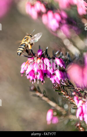 Erica carnea syn. herbacea 'Pirbright Rose' honey bee flying to winter heather Stock Photo