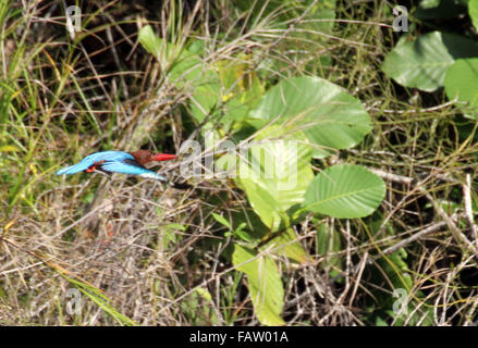 Bintan, Riau Islands, Indonesia. 5th Jan, 2016. BINTAN, INDONESIA - JANUARY 05: The white-throated kingfisher (Halcyon smyrnensis) seen at Dompak forest on January 05, 2015 in Bintan island, Indonesia. The white-throated kingfisher (Halcyon smyrnensis) also known as the white-breasted kingfisher or Smyrna kingfisher, is a tree kingfisher, widely distributed in Asia from Turkey east through the Indian subcontinent to the Philippines. This kingfisher is a resident over much of its range, although some populations may make short distance movements. It can often be found well away from water wher Stock Photo