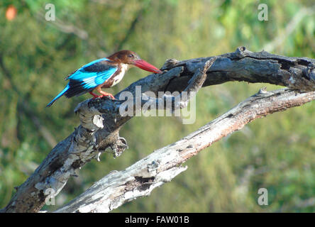 Bintan, Riau Islands, Indonesia. 5th Jan, 2016. BINTAN, INDONESIA - JANUARY 05: The white-throated kingfisher (Halcyon smyrnensis) seen at Dompak forest on January 05, 2015 in Bintan island, Indonesia. The white-throated kingfisher (Halcyon smyrnensis) also known as the white-breasted kingfisher or Smyrna kingfisher, is a tree kingfisher, widely distributed in Asia from Turkey east through the Indian subcontinent to the Philippines. This kingfisher is a resident over much of its range, although some populations may make short distance movements. It can often be found well away from water wher Stock Photo