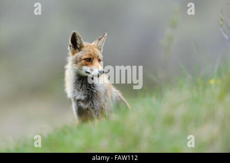 European Red Fox / Rotfuchs ( Vulpes vulpes ) sits in a meadow behind a small hill, looking around. Stock Photo