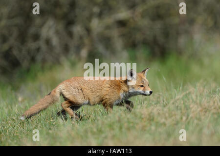 Curious cub of Red Fox / Rotfuchs ( Vulpes vulpes ) exploring its environment. Stock Photo