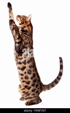 Male Bengal cat stretching, pawing and reaching up isolated on white background  Model Release: No.  Property Release: No. Stock Photo