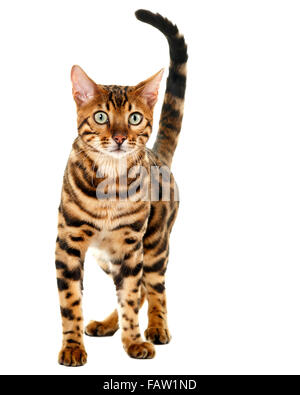 Male Bengal cat portrait isolated on white background  Model Release: No.  Property Release: No. Stock Photo
