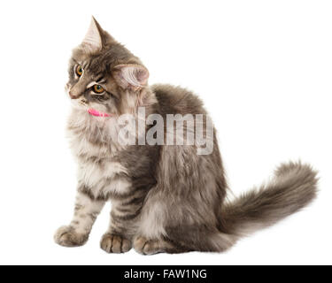 Norwegain forest cat kitten portrait isolated on white background  Model Release: No.  Property Release: No. Stock Photo