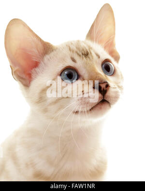 Male snow Bengal cat kitten portrait isolated on white background  Model Release: No.  Property Release: No. Stock Photo