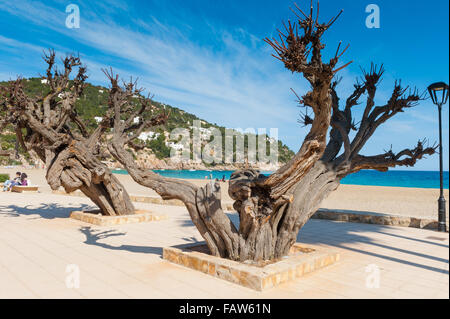 Beautiful old tree on the beach in Ibiza Island, Balearic Islands,Spain, Europe Stock Photo