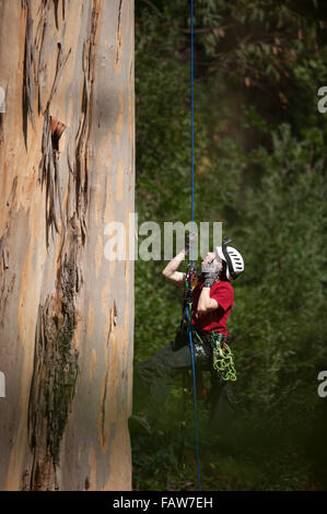 Coimbra, Portugal. 26th Sept, 2015. Vicki Tough ascending. A team of British climbers ascending and measuring the tallest tree in mainland Europe, the Karri Knight, a Eucalyptus diversicolor measuring 72.9m tall. The small team of British experts are here to measure it officially, as it has never been measured from the top of the tree, only from the ground. They are also studying it for damage and overall health.  Photo: Andrew Walmsley/Alamy Features Stock Photo