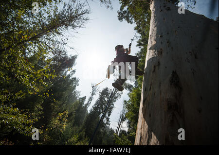 Coimbra, Portugal. 26th Sept, 2015. Vicki Tough ascending. A team of British climbers ascending and measuring the tallest tree in mainland Europe, the Karri Knight, a Eucalyptus diversicolor  measuring 72.9m tall.  The small team of British experts are here to measure it officially, as it has never been measured from the top of the tree, only from the ground. They are also studying it for damage and overall health.  Photo: Andrew Walmsley/Alamy Features Stock Photo