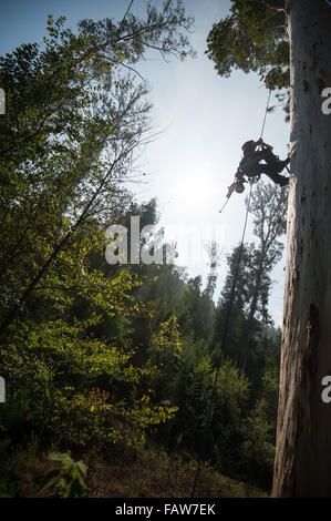 Coimbra, Portugal. 26th Sept, 2015.  Vicki Tough ascending. A team of British climbers ascending and measuring the tallest tree in mainland Europe, the Karri Knight, a Eucalyptus diversicolor measuring 72.9m tall. The small team of British experts are here to measure it officially, as it has never been measured from the top of the tree, only from the ground. They are also studying it for damage and overall health. Photo: Andrew Walmsley/Alamy Features Stock Photo