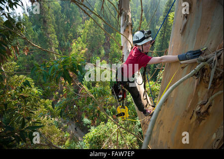 Coimbra, Portugal. 26th Sept, 2015.   Vicki Tough with the tape measure. A team of British climbers ascending and measuring the tallest tree in mainland Europe, the Karri Knight, a Eucalyptus diversicolor  measuring 72.9m tall.  The small team of British experts are here to measure it officially, as it has never been measured from the top of the tree, only from the ground. They are also studying it for damage and overall health.  Photo: Andrew Walmsley/Alamy Features Stock Photo