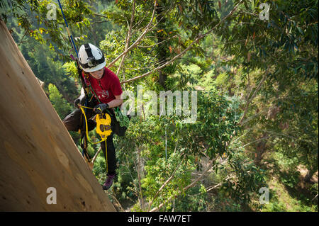 Coimbra, Portugal. 26th Sept, 2015. Vicki Tough with the tape measure.  A team of British climbers ascending and measuring the tallest tree in mainland Europe, the Karri Knight, a Eucalyptus diversicolor measuring 72.9m tall. The small team of British experts are here to measure it officially, as it has never been measured from the top of the tree, only from the ground. They are also studying it for damage and overall health.  Photo: Andrew Walmsley/Alamy Features Stock Photo