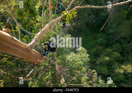 Coimbra, Portugal. 26th Sept, 2015.  Syd Howells in the branches.  A team of British climbers ascending and measuring the tallest tree in mainland Europe, the Karri Knight, a Eucalyptus diversicolor measuring 72.9m tall. The small team of British experts are here to measure it officially, as it has never been measured from the top of the tree, only from the ground. They are also studying it for damage and overall health.  Photo: Andrew Walmsley/Alamy Features Stock Photo