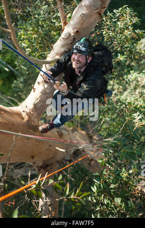 Coimbra, Portugal. 26th Sept, 2015.  Syd Howells ascending Karri Knight.  A team of British climbers ascending and measuring the tallest tree in mainland Europe, the Karri Knight, a Eucalyptus diversicolor measuring 72.9m tall. The small team of British experts are here to measure it officially, as it has never been measured from the top of the tree, only from the ground. They are also studying it for damage and overall health. Photo: Andrew Walmsley/Alamy Features Stock Photo