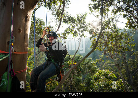 Coimbra, Portugal. 26th Sept, 2015. Syd Howells above the canopy.  A team of British climbers ascending and measuring the tallest tree in mainland Europe, the Karri Knight, a Eucalyptus diversicolor measuring 72.9m tall.  The small team of British experts are here to measure it officially, as it has never been measured from the top of the tree, only from the ground. They are also studying it for damage and overall health. Photo: Andrew Walmsley/Alamy Features Stock Photo