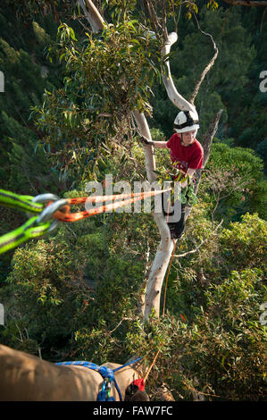 Coimbra, Portugal. 26th Sept, 2015.  Vicki Tough climbing Karri Knight.   A team of British climbers ascending and measuring the tallest tree in mainland Europe, the Karri Knight, a Eucalyptus diversicolor measuring 72.9m tall. The small team of British experts are here to measure it officially, as it has never been measured from the top of the tree, only from the ground. They are also studying it for damage and overall health. Photo: Andrew Walmsley/Alamy Features Stock Photo