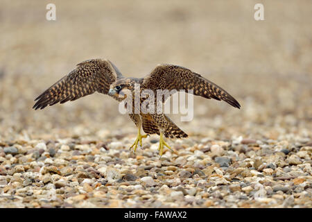 Young Peregrine Falcon ( Falco peregrinus ) training its flight skills on the graveled roof of an industrial building. Stock Photo