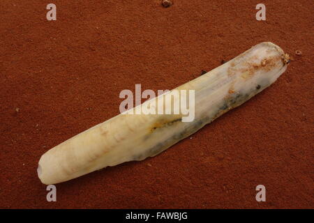 Sea shell on sandstone Stock Photo - Alamy