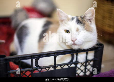 One-eyed cat  portrait Stock Photo