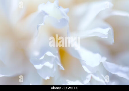 Abstract beautiful gentle spring flower background.  Closeup with soft focus. Stock Photo