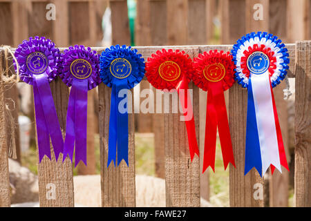 Rosettes at the Ellingham & Ringwood Agricultural Society Annual Show at Somerley Park, Ellingham, Ringwood, Hampshire in August Stock Photo