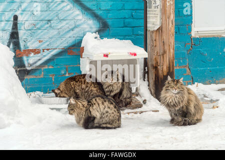Hungry stray cats eating food in an alley, full of snow, during winter. Stock Photo