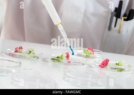 Experimental plant biology Stock Photo