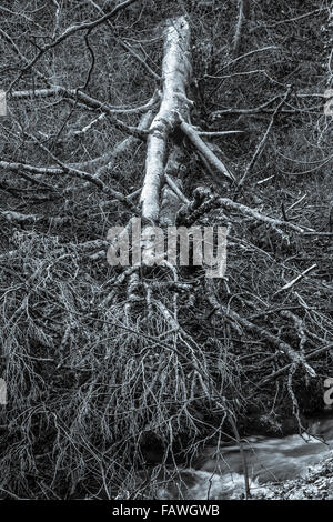Fallen dead tree, in wood. County Limerick Ireland Stock Photo
