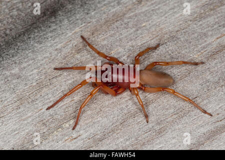 Woodlouse spider, woodlouse hunter, sowbug hunter, Großer Asseljäger, Asselspinne, Dysdera crocata, Dysdera rubicunda Stock Photo