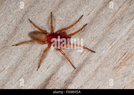 Woodlouse spider, woodlouse hunter, sowbug hunter, Großer Asseljäger, Asselspinne, Dysdera crocata, Dysdera rubicunda Stock Photo