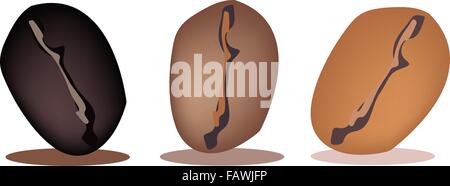 Coffee Time, An Illustration Three Kind of Roasted Coffee Beans in A Row Isolated on White Background Stock Vector
