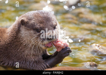 Otter playing in the water Stock Photo