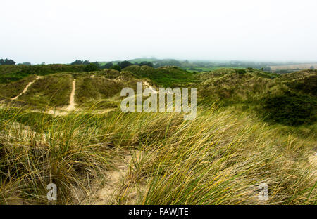 Overgrown Sandy Dunes at Brittas Bay in Ireland Stock Photo