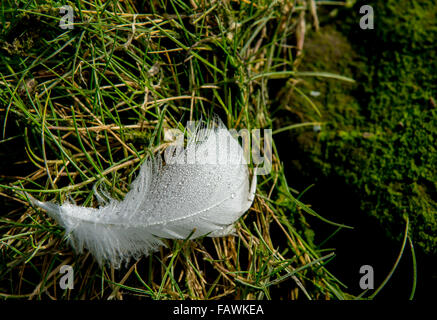 White Feather with Water Drops in the Grass Stock Photo