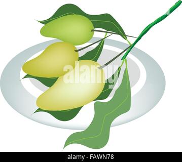 An Illustration of Fresh Ripe Mango and Unripe Mango With Green Leaves on A White Dish Isolated on White Background Stock Vector
