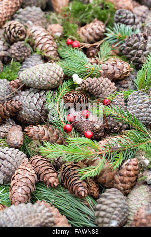 Assorted Pine cones, berries and needles. Stock Photo