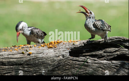 Northern red-billed hornbill (Tockus erythrorhynchus), Chitwa Chitwa, Sabi Sands Game Reserve, Mpumalanga, South Africa Stock Photo