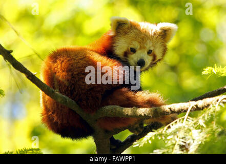 Red panda (Ailurus fulgens) captive, Sweden Stock Photo