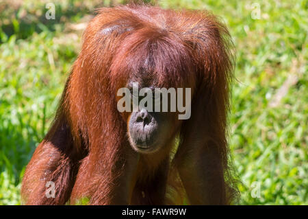 Captive Bornean orangutan (Pongo pygmaeus) in Lok Kawi Wildlife Park, Borneo, Malaysia. On ground, head lowered, looking up. Stock Photo
