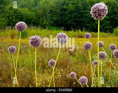 Flowers of Allium sativum commonly known as garlic a species in the onion genus Allium used for culinary and medicinal purposes Stock Photo