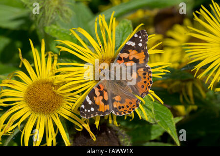 Painted Lady Butterfly; Vanessa cardui Single on Flower; Cornwall; UK Stock Photo